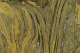 Polished Stromatolite (Kussiella) Slab - Billion Years #130611-1